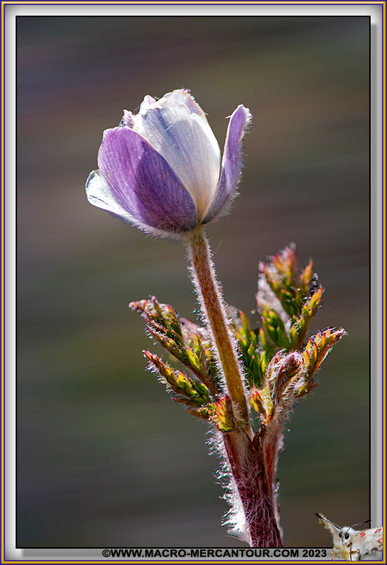 ANEMONES